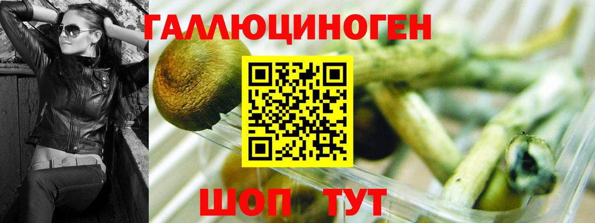 Псилоцибиновые грибы Psilocybe  Новошахтинск 